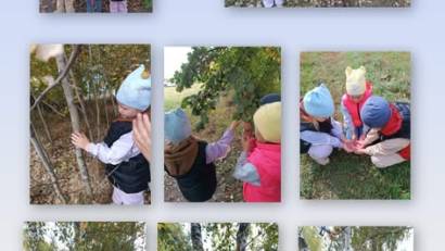 Экскурсия в осенний лес «Красота леса».